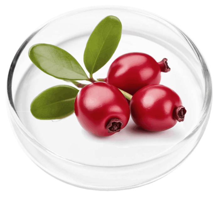 Bearberry
